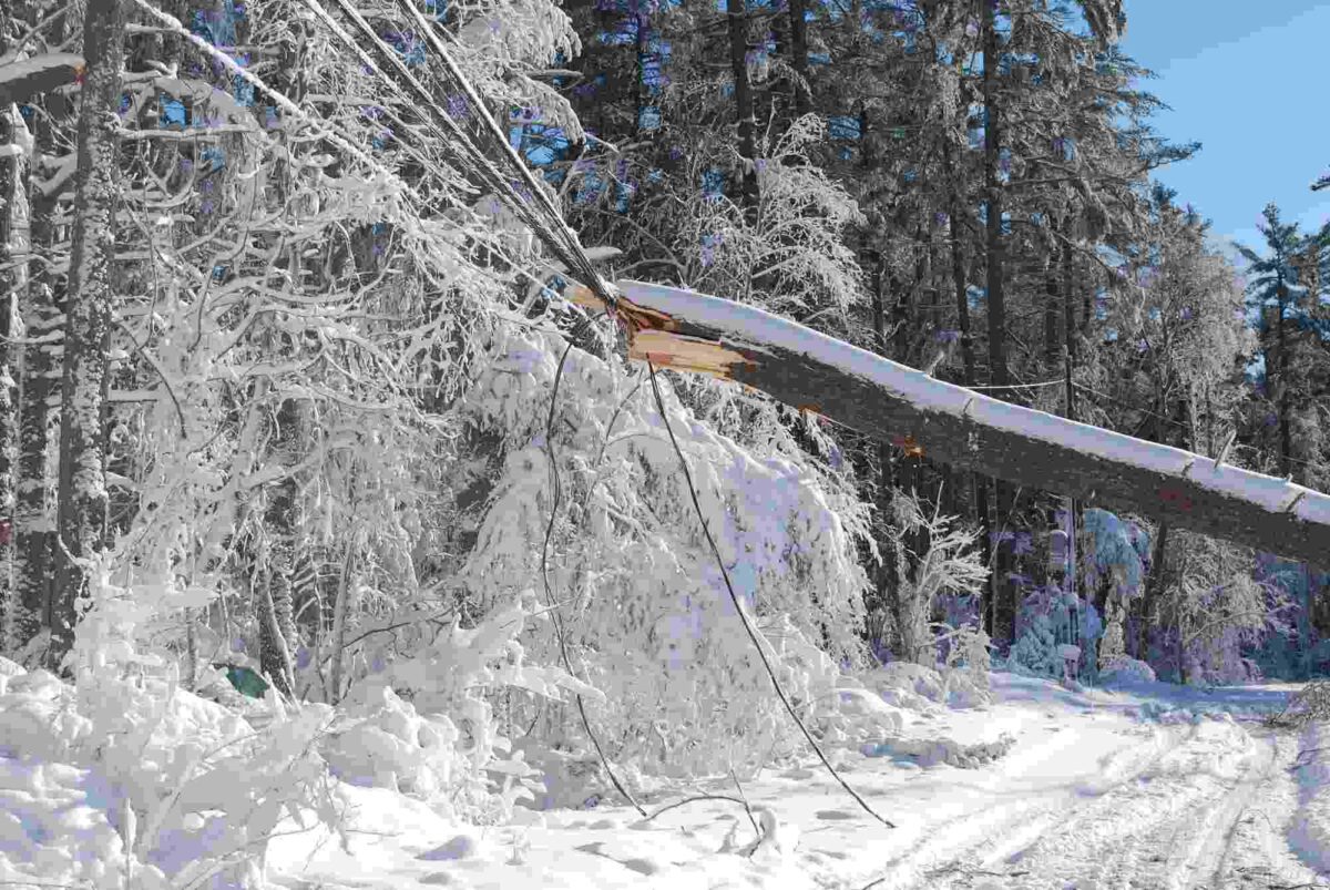 fallen tree cause by heavy snow