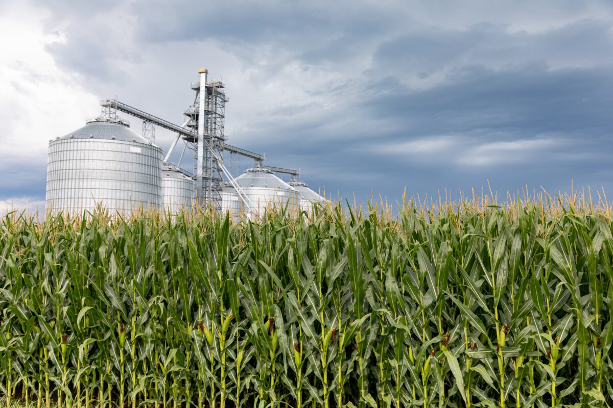 Cornfield